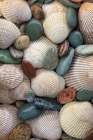 USA, Washington State, Seabeck. Close-up of cockle shells and beach rocks. Art Print